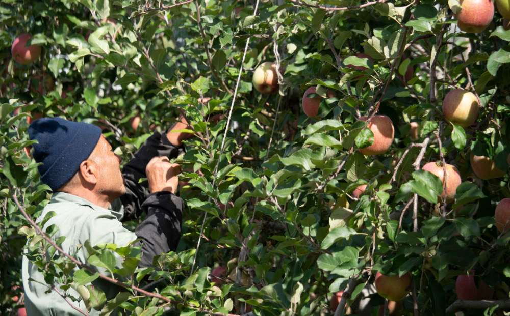 【飯島りんご園】果汁100％りんごジュース（シナノゴールド）３本