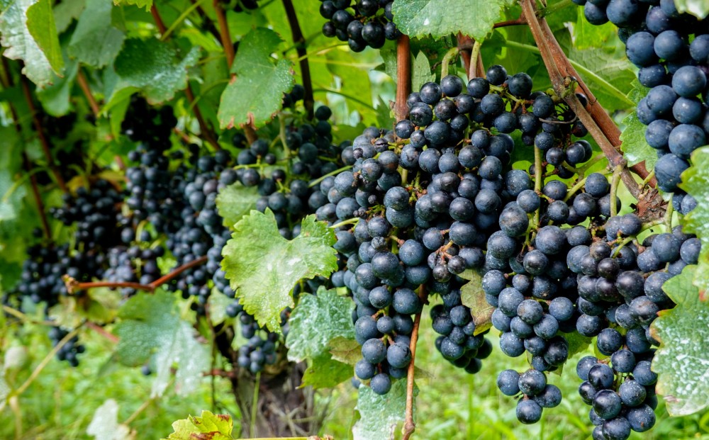 東御ワイン 赤白ワイン バラエティ6本セット｜ヴィラデスト「ソーヴィニョンブラン」、のらのらふぁーむ「ブラッククイーン」、カーヴハタノ「KURAKAKE CHARDONNAY」、ヨネファーム東御「メランジュ ローダニアン 鞍掛金井ヴィンヤード」、NAKADA WINES「note 2023」、ドメーヌムラヤマ「茶柱」 飲み比べ（フルボトル750ml 6本）