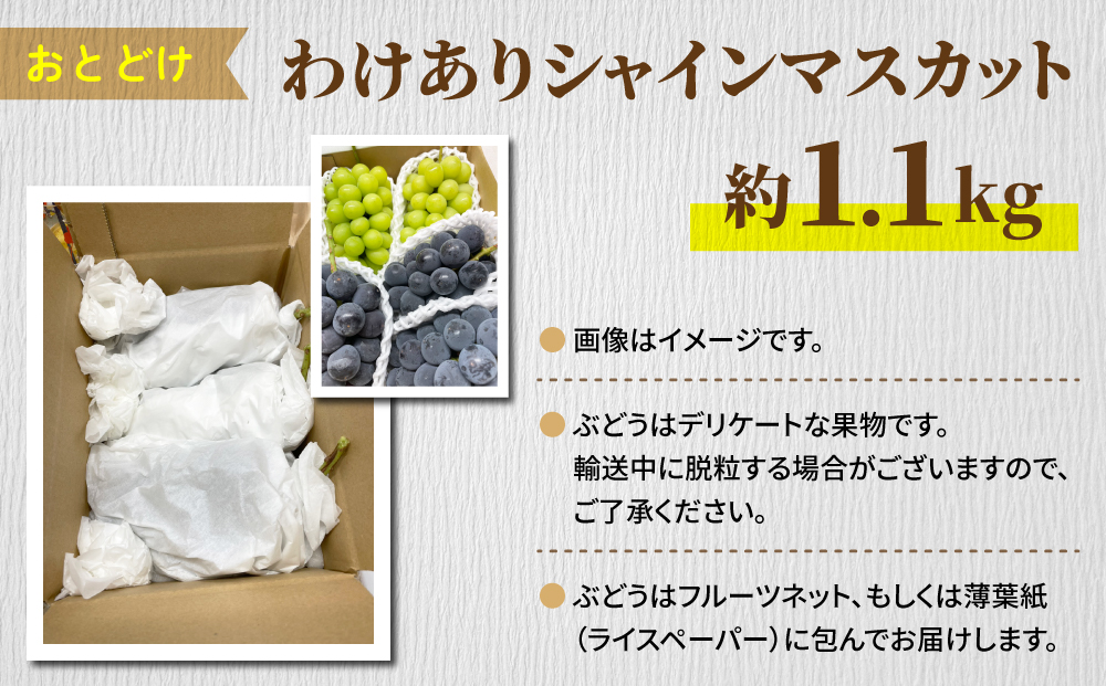 【先行受付2026年発送】わけありシャインマスカット約1.1kg（2～3房）｜清水農園 ※2026年9月上旬以降順次発送予定※月曜日、金曜日の発送はお休み