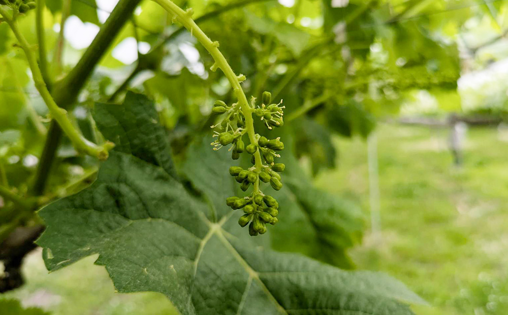 【とねが果樹園】家庭用　シャインマスカット＆クイーンルージュ(R)各1房、合計2房（合計1kg以上）※2025年9月中旬以降順次発送予定（日曜日、月曜日発送限定、曜日指定不可）