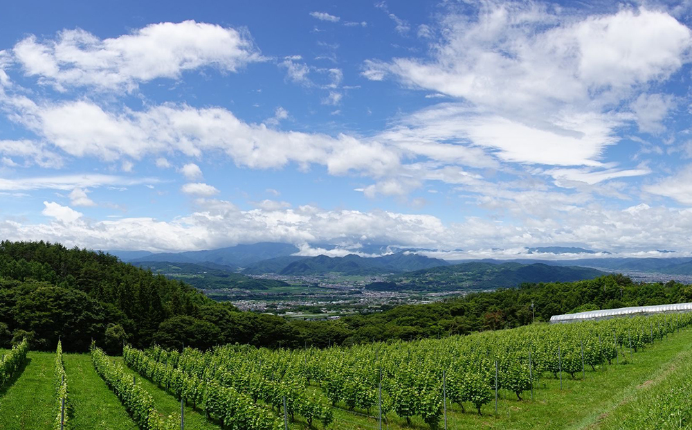【ヴィラデストワイナリー】ベジタブルシリーズ食器　パスタボウル２枚（ズッキーニ＆ミニトマトとラディッシュ＆エンドウ）セット