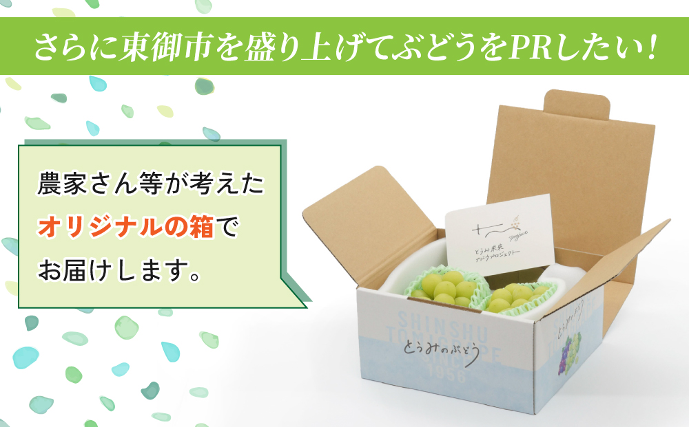 【2025年発送】東御市産シャインマスカット＆クイーンニーナのセット｜長野県 長野 人気 ぶどう 贈答用 ギフト ２房 フルーツ 果物 おすすめ 厳選 種無し