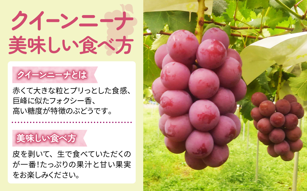 【東御こもだ果樹園】家庭用旬の４種のぶどう２回頒布会（シャインマスカット、ナガノパープル、クイーンセブン、クイーンニーナ）各回２kg