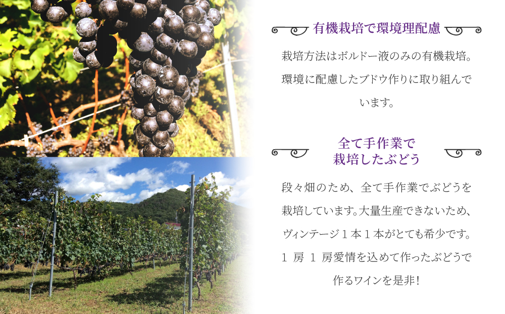東御市産赤ワイン HIRO 飲み比べセット(2023,2019)｜メルロー
