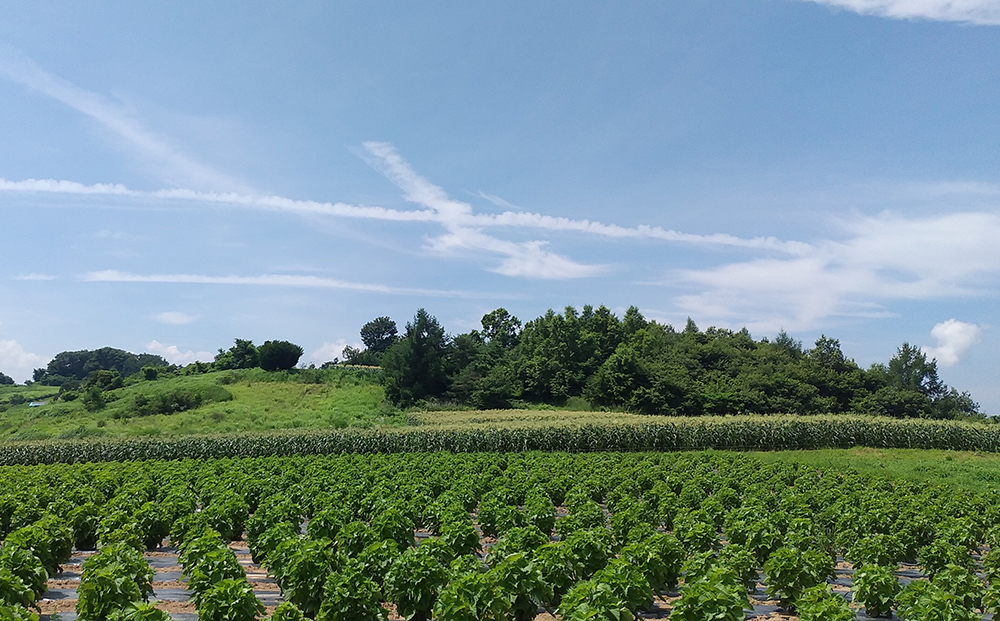 生とうもろこし 2L 8本 有機肥料使用のスイートコーン！ 長野県東御市産 ※7月中旬から順次発送予定※発送曜日指定不可