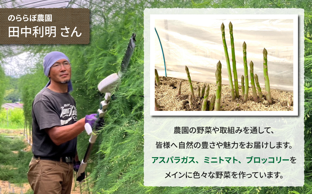 【先行受付2026年発送】農家直送！新鮮！夏獲れ太（L～2L）アスパラ約1.5kg（およそ35～50本）｜のららぼ農園　※2026年7月上旬～9月中旬発送予定