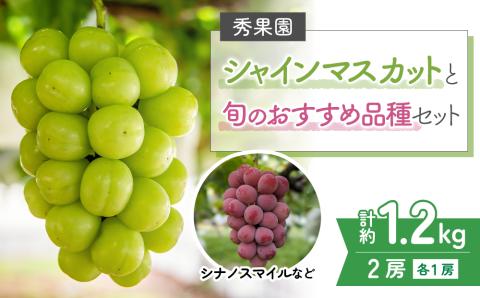 【先行受付2025年発送】シャインマスカットと旬のおすすめ品種2房セット（約1.2kg）｜秀果園※2025年9月下旬～10月順次発送予定