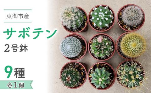 【テールマウンテン】東御市産！サボテン9種セット
