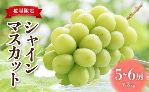 【2026年発送先行受付】東御市産シャインマスカット3kg（5～6房）【秋お届け】長野県 長野 人気 ぶどう 贈答用 ギフト フルーツ 果物 おすすめ 厳選 種無し 皮ごと 大粒