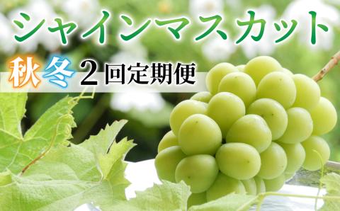 【2回定期便】（2025年発送）シャインマスカット　秋＆冬お届け便