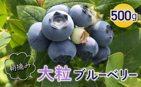 朝摘み大粒ブルーベリー500g