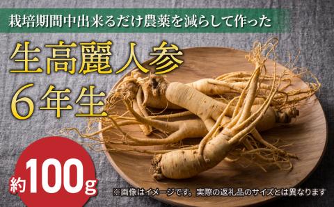 【先行予約2024年発送】栽培期間中出来るだけ農薬を減らして作った生高麗人参 6年生 約100ｇ（2024年9月?10月お届け予定）