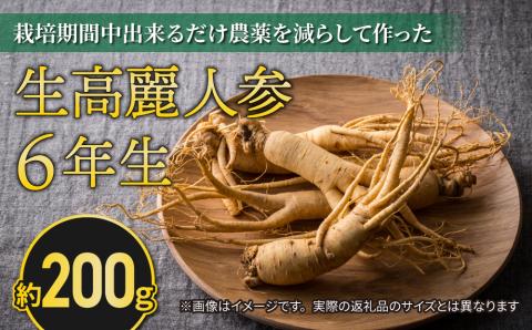 【先行予約2024年発送】栽培期間中出来るだけ農薬を減らして作った生高麗人参 6年生 約200ｇ（2024年9月?10月頃お届け予定）