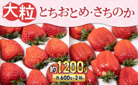 【BERRY PLANTS FACTORY】大粒いちご！「とちおとめ」と「さちのか」のセット