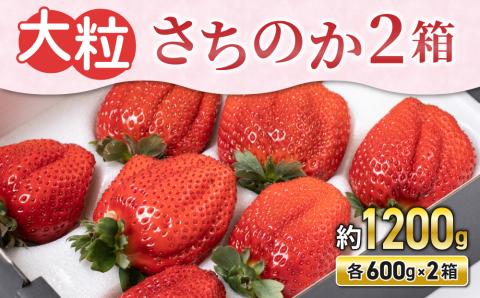 【BERRY PLANTS FACTORY】大粒いちご！「さちのか」