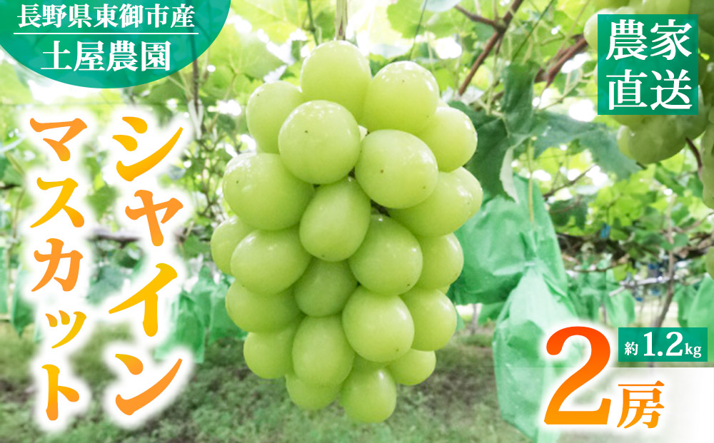 先行受付2026年発送【土屋農園】農家直送！シャインマスカット２房（約1.2kg）※2026年9月下旬～10月中旬順次発送