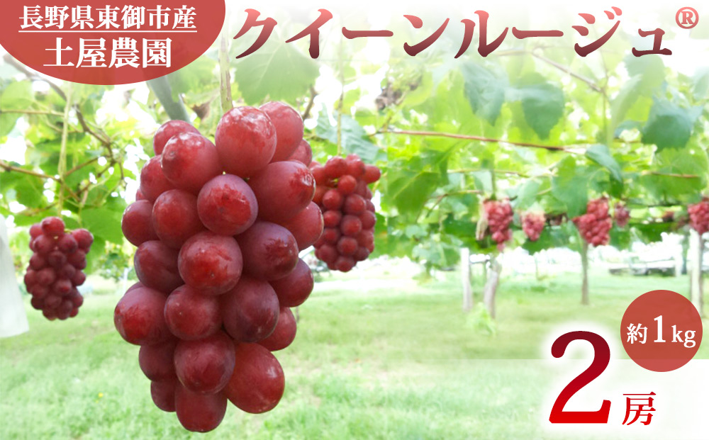 先行受付2026年発送【土屋農園】農家直送！クイーンルージュ（R）2房（約1kg）※2026年9月下旬～10月中旬順次発送