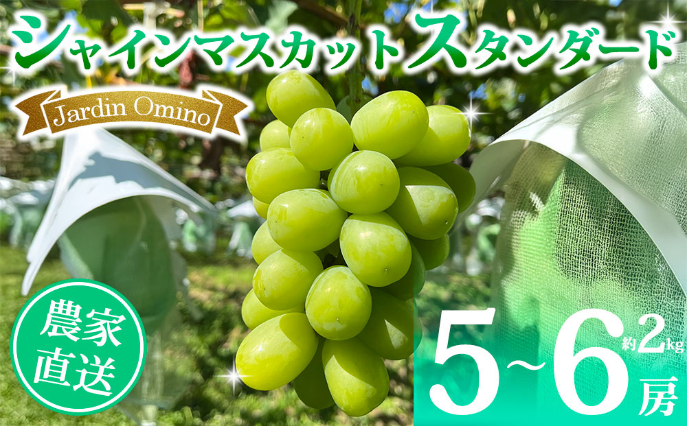 【先行受付2026年発送】シャインマスカット スタンダード 約2kg（5～6房）｜Jardin Omino　※2026年9月上旬以降順次発送