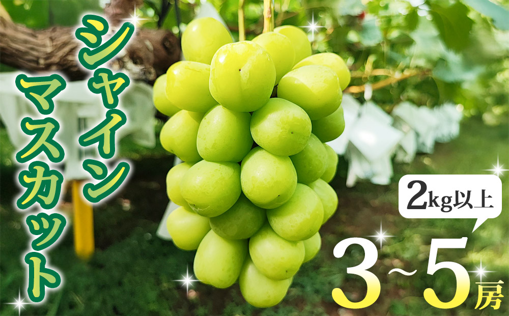 【先行受付2026年発送】長野県東御市産シャインマスカット2kg以上（3～5房）※2026年9月中旬～10月中旬頃発送予定