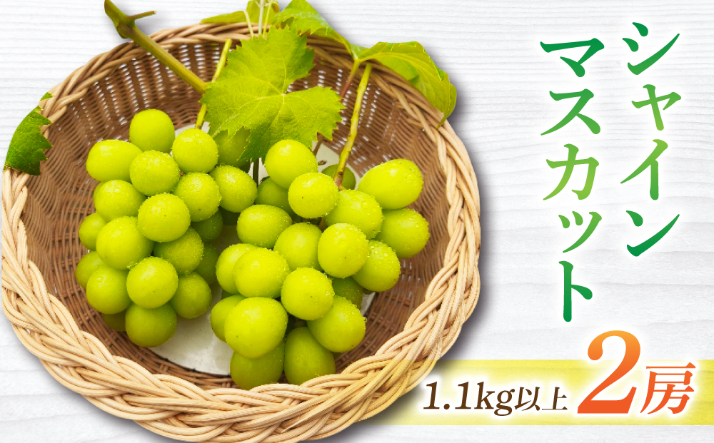【先行受付2026年発送】長野県東御市産シャインマスカット2房　1.1kg以上※2026年9月中旬以降順次発送