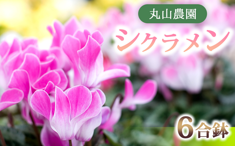 【丸山農園】お部屋を彩るシクラメン1鉢（6号鉢）