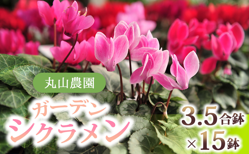 【丸山農園】冬を彩るガーデンシクラメン3.5号鉢（プラ化粧鉢つき）15鉢