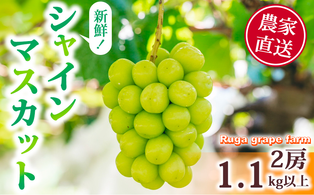 【先行受付2026年発送】シャインマスカット2房（1.1kg以上）｜Ruga grape farm※2026年9月上旬以降発送予定