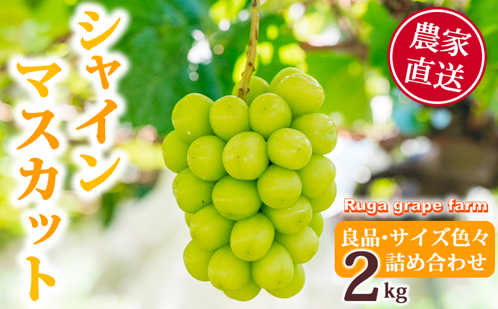 【先行受付2026年発送】シャインマスカット2kg 良品サイズ色々詰め合わせ｜Ruga grape farm※2026年9月上旬以降発送予定
