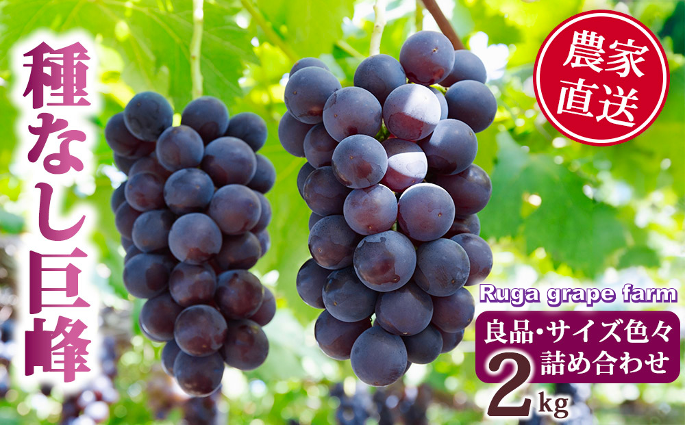 【先行受付2025年発送】種無し巨峰2kg 良品サイズ色々詰め合わせ｜Ruga grape farm　※2025年8月下旬~10月上旬頃発送予定