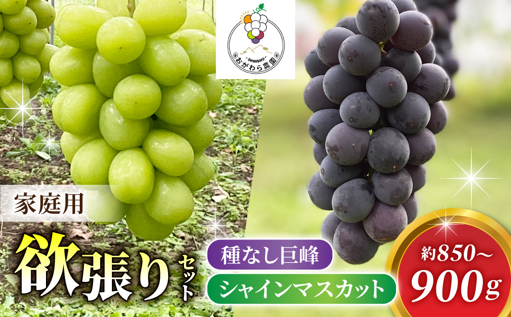 2026年先行受付【おがわら農園】家庭用欲張りセット！（シャインマスカット1～2房・種無し巨峰1～2房）約850～900g※2026年9月上旬以降発送予定 おがわら農園