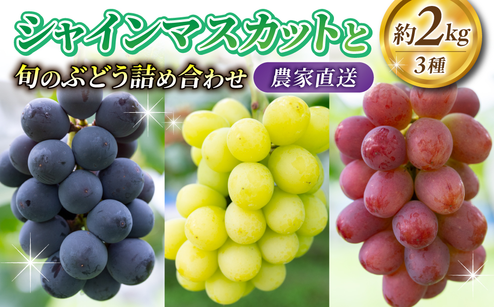 2026年先行受付【若林農園】シャインマスカットと旬の3種のぶどう詰め合わせセット 約2kg｜シャインマスカット、クイーンニーナ、クイーンルージュ(R)、シナノスマイル、種なし巨峰、ナガノパープル、雄宝など 3～5房（3種）※2026年9月中旬～10月中旬順次発送