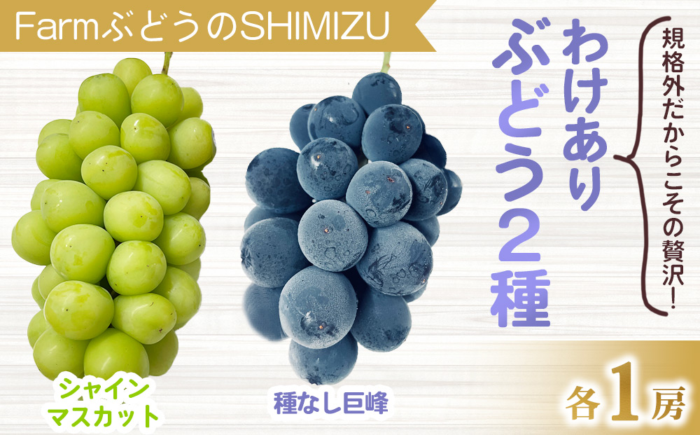 【先行受付2026年発送】わけあり2種のぶどうセット（シャインマスカット、種無し巨峰）各１房 、合計2房（900g以上）　｜清水農園 ※2026年9月中旬以降発送予定※月曜日、金曜日の発送はお休み