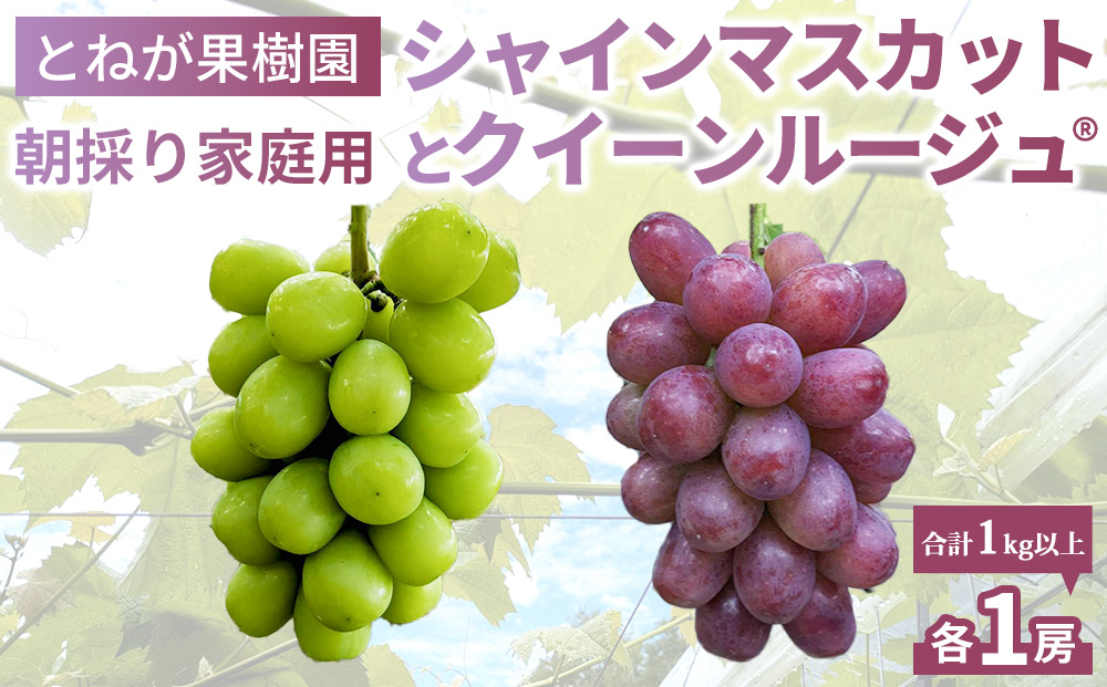 【とねが果樹園】家庭用　シャインマスカット＆クイーンルージュ(R)各1房、合計2房（合計1kg以上）※2025年9月中旬以降順次発送予定（日曜日、月曜日発送限定、曜日指定不可）