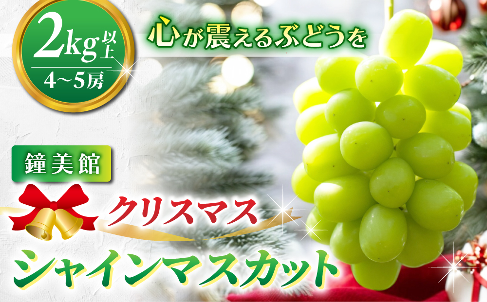【鐘美館】標高750mで育ったクリスマスシャインマスカット2キロ以上（4～5房） ※2025年12月22日発送