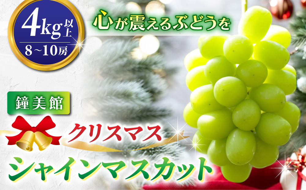 【鐘美館】標高750mで育ったクリスマスシャインマスカット4キロ以上（8～10房） ※2025年12月22日発送