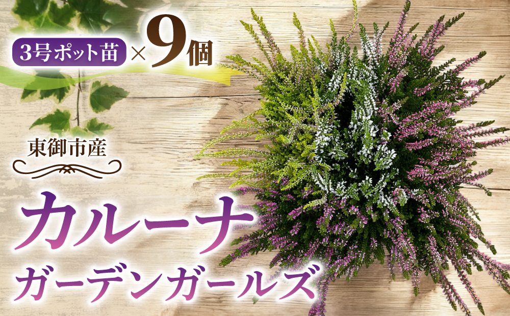 【テールマウンテン】東御市産カルーナ ガーデンガールズ３号（９cm）ポット苗×９個