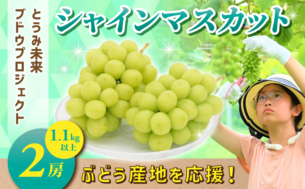 ぶどうの産地を応援！！とうみ未来ブドウプロジェクトと子どもたちが送る　シャインマスカット 2房（1.1kg以上）【秋お届け】｜長野県 人気 ぶどう 贈答用 ギフト フルーツ 果物 おすすめ 厳選 種無し 皮ごと 大粒