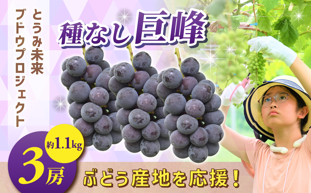 ぶどうの産地を応援！！とうみ未来ブドウプロジェクトと子どもたちが送る　種なし巨峰 3房（約1.1kg）【秋お届け】｜長野県 人気 ぶどう 贈答用 ギフト フルーツ 果物 おすすめ 厳選 種無し 大粒
