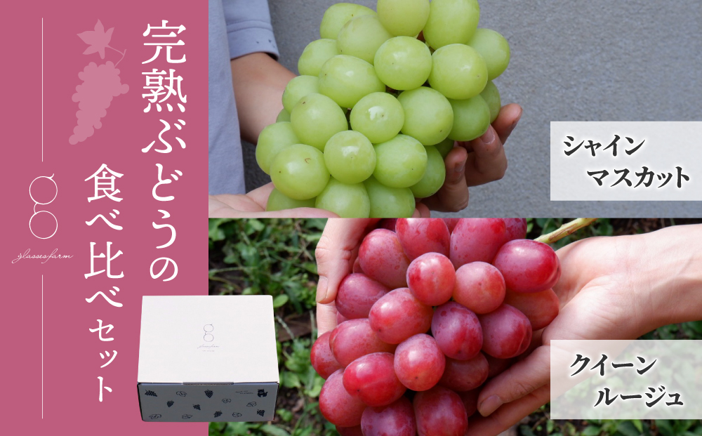 【先行受付2026年発送】完熟ぶどうの贈り物（シャインマスカット×クイーンルージュ(R) 各1房、合計2房（約1.1～1.2kg）｜glasses farm ※2026年9月中旬～10月末頃発送予定
