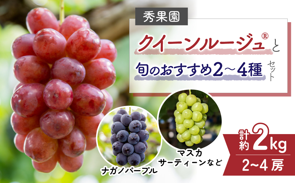 【先行受付2026年発送】クイーンルージュ（R)と旬のおすすめ2〜4種セット（合計3～4房、約2kg）｜秀果園　※2026年9月中旬以降発送予定