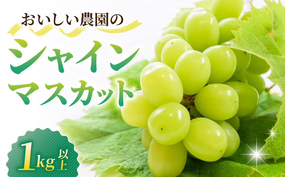 【先行受付2026年発送】シャインマスカット1kg以上（2～3房）｜御牧原おいしい農園　※2026年10月上旬～10月下旬頃発送予定