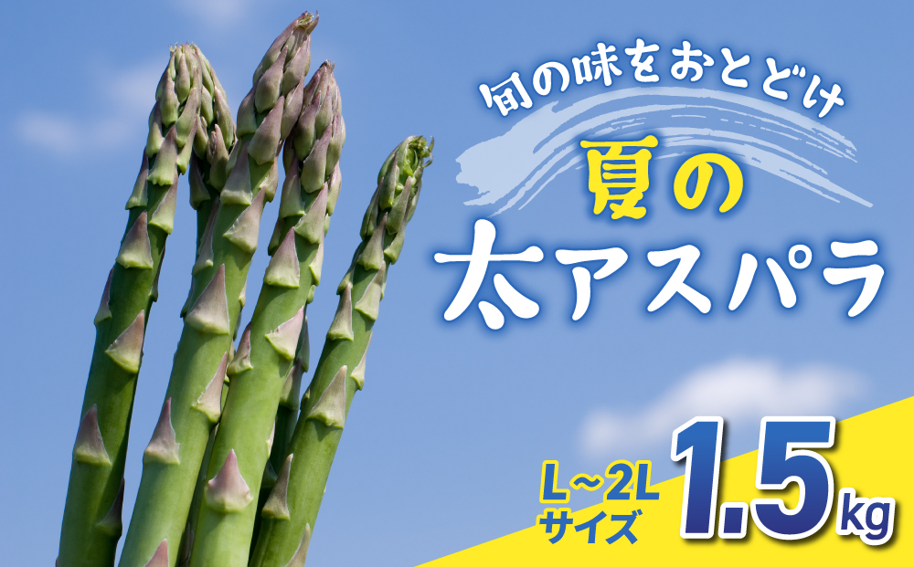 【先行受付2026年発送】農家直送！新鮮！夏獲れ太（L～2L）アスパラ約1.5kg（およそ35～50本）｜のららぼ農園　※2026年7月上旬～9月中旬発送予定