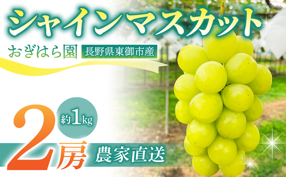 先行受付2026年発送【おぎはら園】農家直送！朝採れシャインマスカット２房（約１kg）※2026年9月下旬～10月上旬順次発送