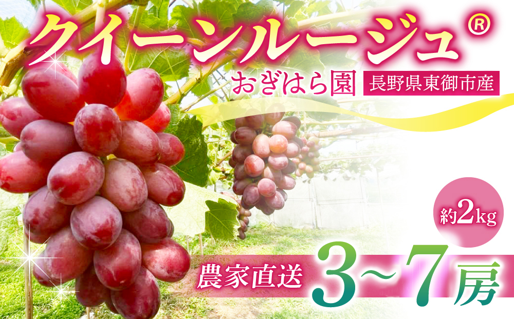 先行受付2026年発送【おぎはら園】農家直送！朝採れクイーンルージュ(R)3～7房（約2kg）※2026年9月下旬～10月上旬順次発送