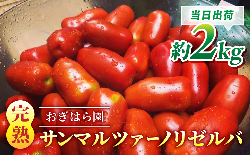 【おぎはら園】農家直送！朝採れイタリアンミニトマト「サンマルツァーノリゼルバ」約2kg
