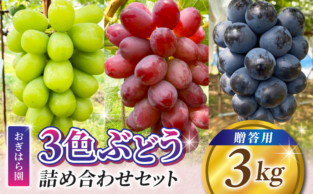 ぶどう農園直送⚠️さま用　vuvvセット 楽天市場】【ふるさと納税】西部ぶどう園 旬のぶどう 詰合せ 4