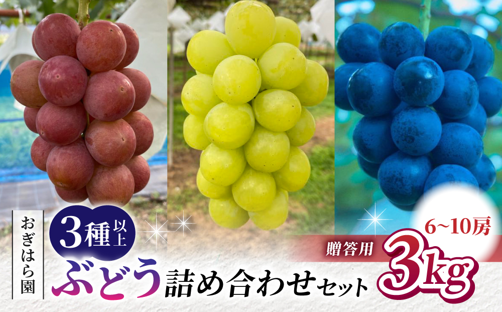 【2026年先行受付】農家直送！贈答用ぶどう詰め合わせセット ３kg（6〜10房）｜おぎはら園（シャインマスカット、種なし巨峰、ナガノパープル 、クイーンニーナ、クイーンルージュ(R)など）※2026年9月中旬～10月上旬順次発送