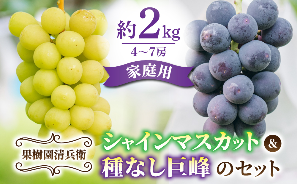 【果樹園清兵衛】ご家庭用シャインマスカットと種無し巨峰の詰め合わせ　約２kg（４~７房）