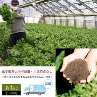 【令和7年度産先行受付】ミニセロリ　約4kg(5～8株)【配送不可地域：離島】