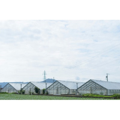 【令和8年度先行受付】高糖度ミニパプリカ　約1kg【配送不可地域：離島】